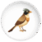 KoyalB